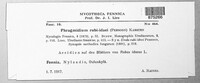 Phragmidium rubi-idaei image